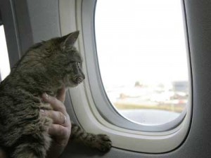Cu animalul de companie in avion animale_in_avion-pisica